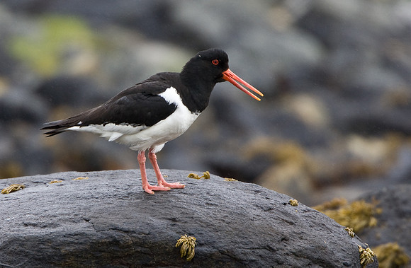 Oystercatcher on rock   .... "Haematopus ostralegus"