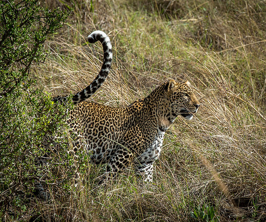 _J0A3101.. Leopard.. "Panthera pardus" Masai Mara Kenya.