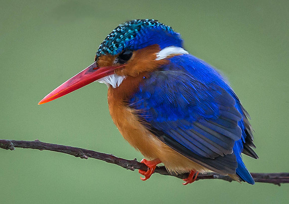 _D9R6802..Malachite Kingfisher .."Alcedo cristata"...Masai Mara Kenya.