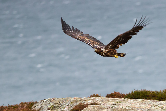 Juvenile White-Tailed Eagle in flight.