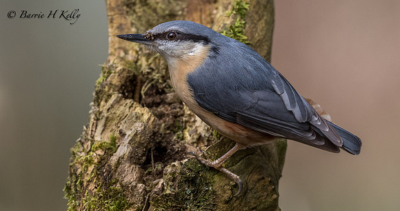 _J9A4739......Nuthatch ..."Periparus ater"