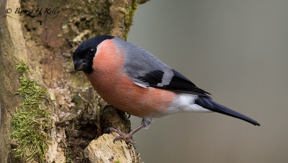 _J9A4703.. Bullfinch ..."Pyrrhula pyrrhula" .. male.