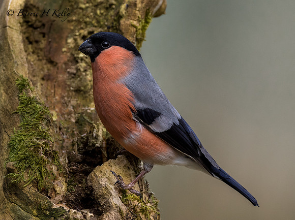 _J9A4683..Bullfinch ..."Pyrrhula pyrrhula" .. male.