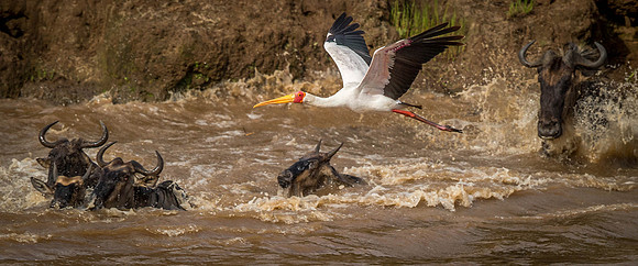 _D9R2888.. Yellow-billed Stork.." Mycteria ibis".. Masai Mara Kenya.