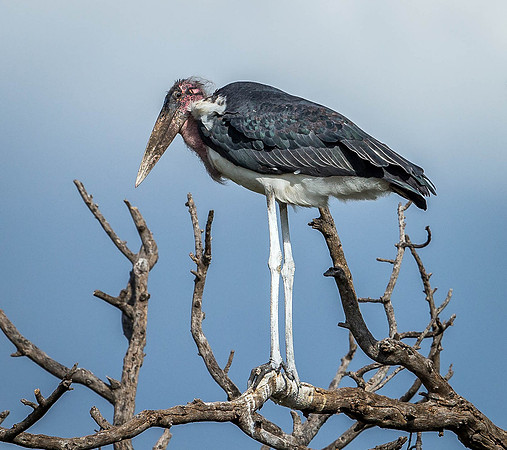 _D9R8231.. Marabou Stork.."(Leptoptilos crumeniferus" Masai Mara Kenya.