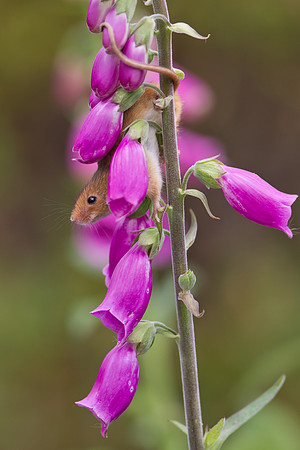 Harvest Mouse on Foxglove...... "Micromys minutus"