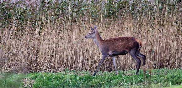 Red Deer Hind .."Cervus elaphus" In early morning light, during the rutting season.