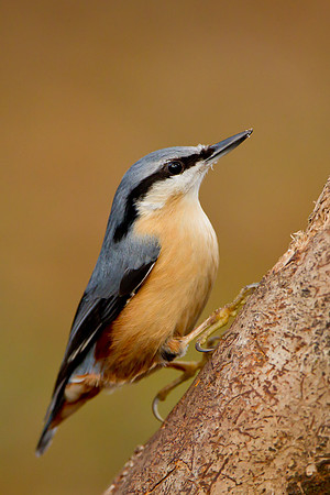 _Nuthatch...... "Sitta europaea"