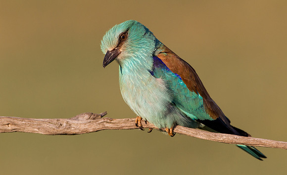 European Roller ..."Coracias garrulus"