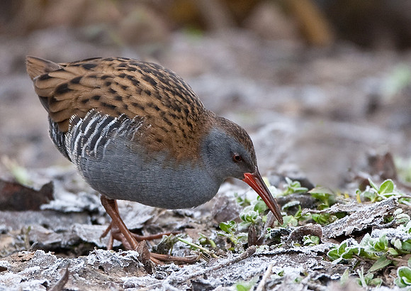 Water Rail....a shy bird seldom seen ..... "Rallus aquaticus"