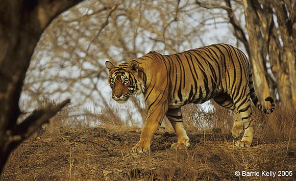 Bengal Tiger strolling.. Ranthambhore National Park  India.
