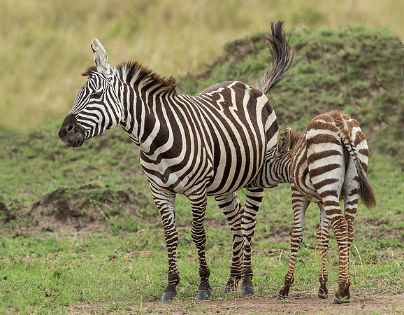 _D9R7446... Burchells  Zebras...."Equus quagga" Masai Mara Kenya.