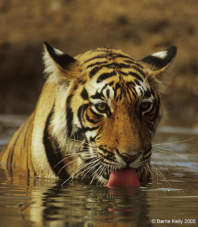 Bengal Tiger cooling off.. Ranthambhore National Park  India.
