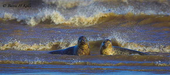 NX3M1216..Atlantic Grey Seals... East Coast