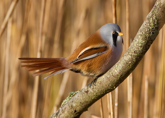 Male Bearded Tit.. "Panurus biarmicus"