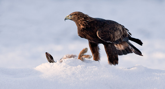 Golden Eagle with carcass  "Aquila chrysaetos"...