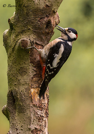 _J0A3242... Great Spotted Woodpecker ...."Dendrocopos major" male.