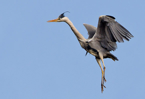 Grey Heron in flight