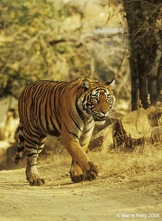 Bengal Tiger prowling Ranthambhore National Park  India.