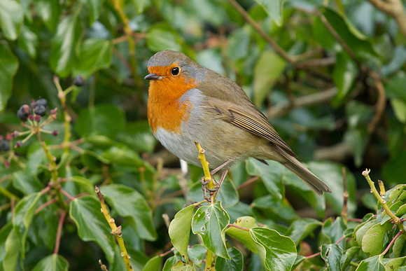 Robin .. "Erithacus rubecula"