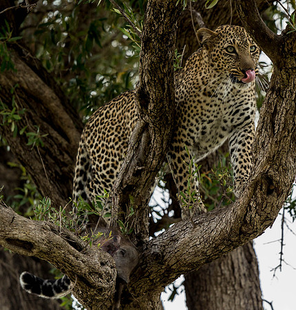 _D9R4101  Leopard ... "Panthera pardus" Masai Mara Kenya.