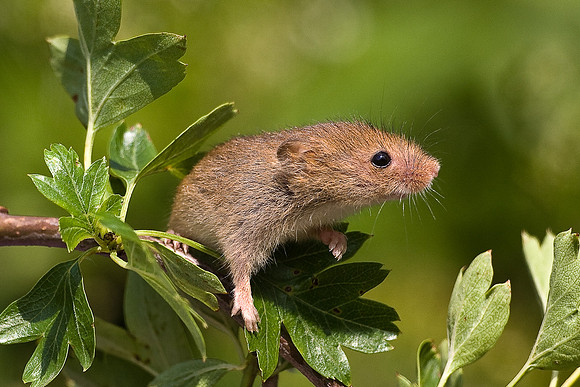 Harvest Mouse ... "Micromys minutus"          in natural habitat