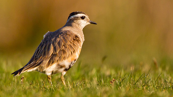 Dotterel  .....Charadrius morinellus"