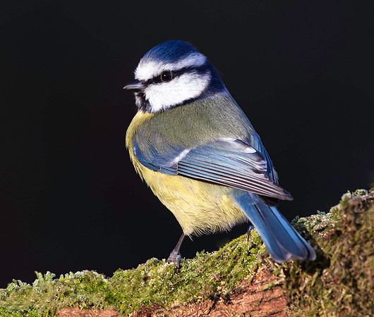 _D9R2690 .... Blue Tit ... "Parus caeruleus"