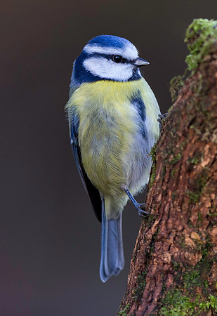 _D9R2726 .... Blue Tit ... "Parus caeruleus"