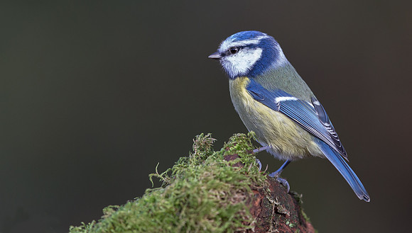 _D9R2480 .... Blue Tit ...."Parus caeruleus"