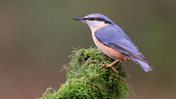 _D9R2156 .... Nuthatch  ..."Periparus ater"