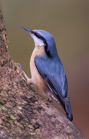 _D9R1927  ... "Nuthatch ..."Periparus ater"