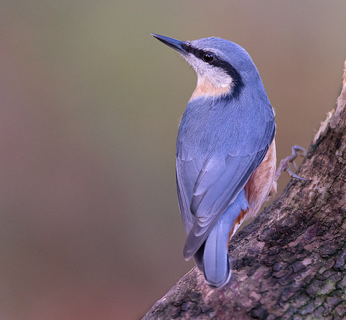 _D9R144 ...."Nuthatch ..."Periparus ater"