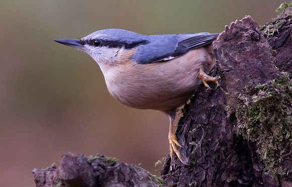 _D9R1635 .... "Nuthatch ..."Periparus ater"