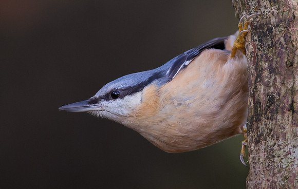 _D9R1255 ... "Nuthatch ..."Periparus ater"... Classic position of the bird.