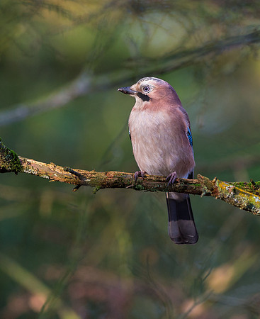 _D9R2557 ... Jay ..."Garrulus glandarius"