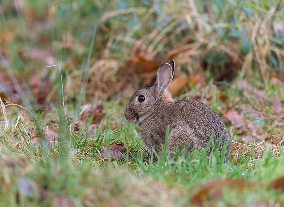 _D9R2336 .... Wild Rabbit ..." Oryctolagus cuniculus"