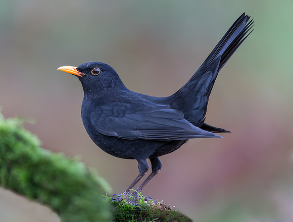 _D9R2173 .... Blackbird .."Turdus merula"