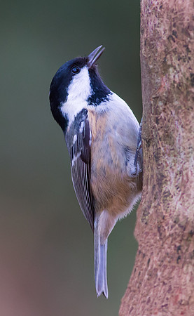 _D9R2019 ..."Coal Tit .. "Periparus ater"