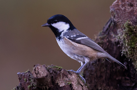 _D9R1435  ...."Coal Tit .. "Periparus ater"