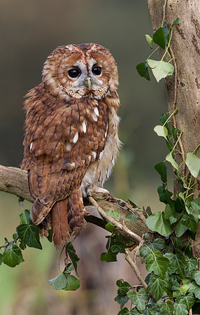 Tawny Owl .."Strix aluco"