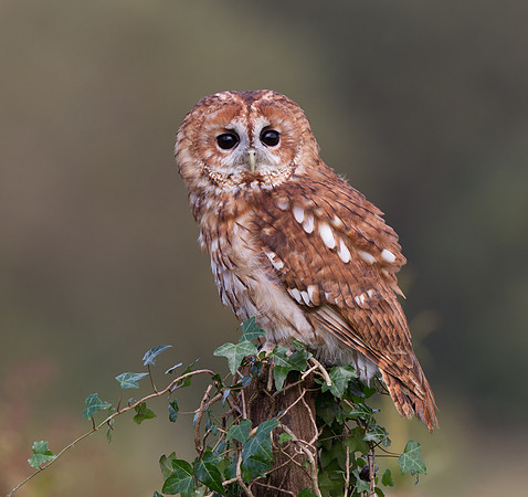 Tawny Owl .."Strix aluco"