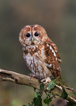 Tawny Owl .."Strix aluco"