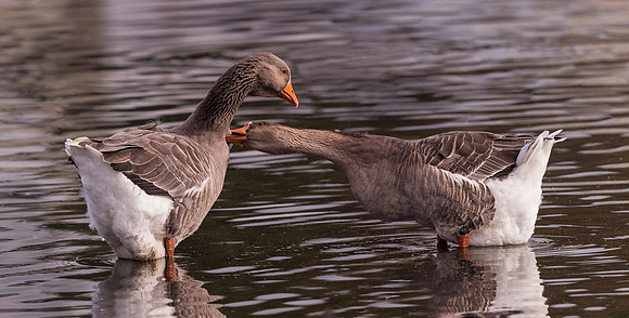 Greylag Goose .. "Anser anser" ...After this shot a fight started.
