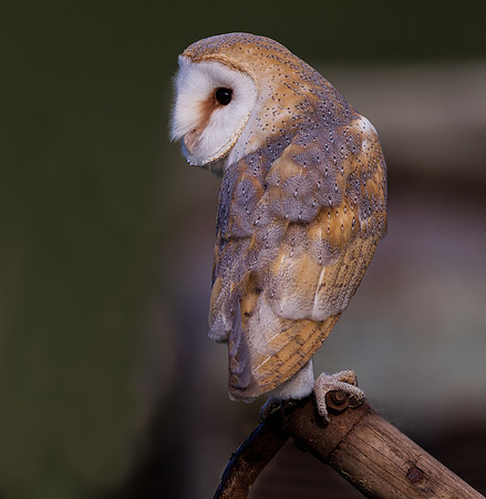 Barn Owl ..."Tyto alba" ...