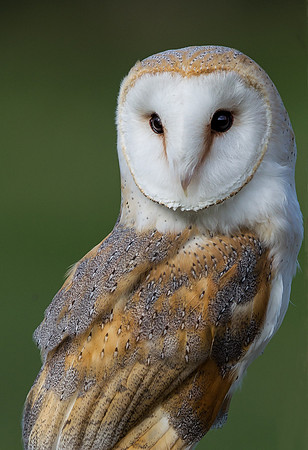 Barn Owl ..."Tyto alba" ... portrait.