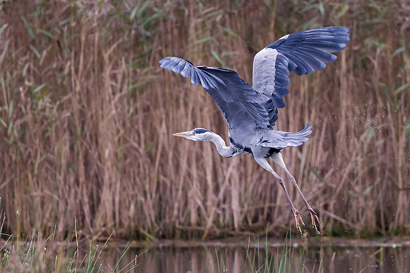 Grey Heron ..."Ardea cinerea" ... taking off
