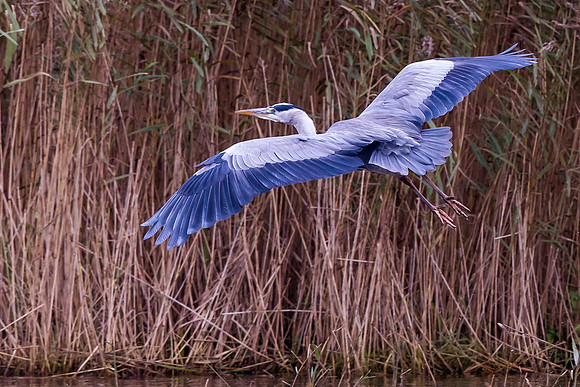 Grey Heron ..."Ardea cinerea"