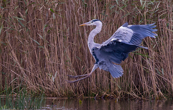 Grey Heron ..."Ardea cinerea" ...  Landing