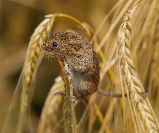 Harvest Mouse ..." Micromys minutus"